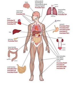organ tubuh manusia